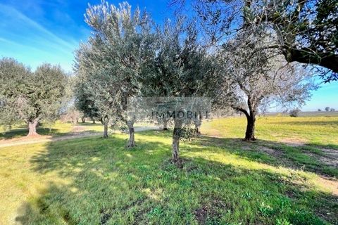 Terra a Carovigno, Brindisi, Carovigno - € 100.000 | Ref: CA1 Casolare - foto 26