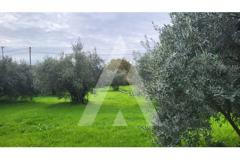 Helårsgrund i Leiria, Leiria, Leiria - € 80.000 | Ref: 1130832/23 LR - foto 8