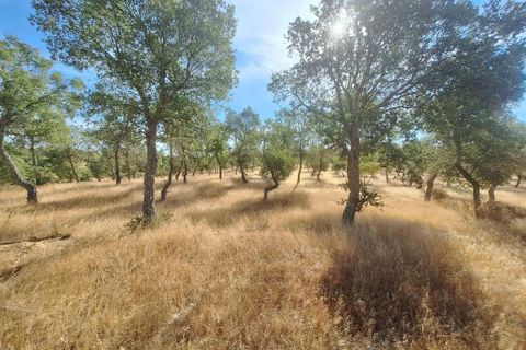 Terra a Serpa, Beja, Serpa - € 120.000 | Ref: 0166 - foto 6