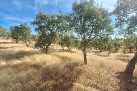 Terra a Serpa, Beja, Serpa - € 120.000 | Ref: 0166 - foto 11
