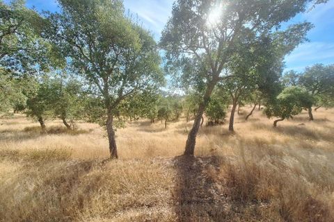 Terra a Serpa, Beja, Serpa - € 120.000 | Ref: 0166 - foto 13