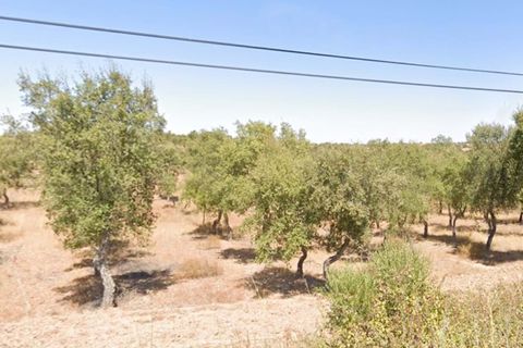 Terra a Serpa, Beja, Serpa - € 120.000 | Ref: 0166 - foto 24