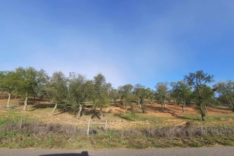 Terra a Serpa, Beja, Serpa - € 120.000 | Ref: 0166 - foto 30