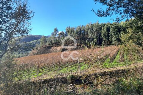 Helårsgrund i Lousada, Porto, Lousada - € 112.500 | Ref: 365/T/02690 - foto 6