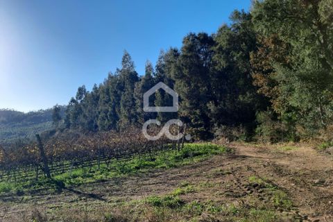 Helårsgrund i Lousada, Porto, Lousada - € 112.500 | Ref: 365/T/02690 - foto 8