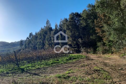 Helårsgrund i Lousada, Porto, Lousada - € 112.500 | Ref: 365/T/02690 - foto 17