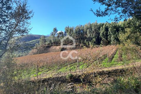 Helårsgrund i Lousada, Porto, Lousada - € 112.500 | Ref: 365/T/02690 - foto 19
