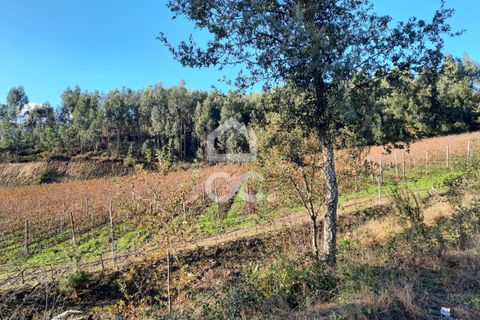 Helårsgrund i Lousada, Porto, Lousada - € 112.500 | Ref: 365/T/02690 - foto 20