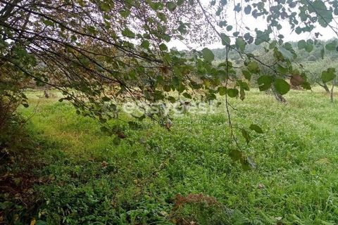 Helårsgrund i Castelo Branco, Castelo Branco, Castelo Branco - € 19.500 | Ref: CB94061MA - foto 6