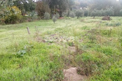 Helårsgrund i Castelo Branco, Castelo Branco, Castelo Branco - € 19.500 | Ref: CB94061MA - foto 7