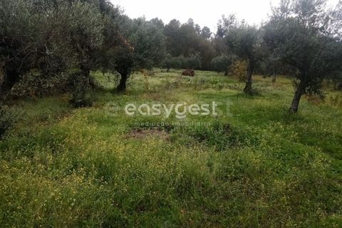 Helårsgrund i Castelo Branco, Castelo Branco, Castelo Branco - € 19.500 | Ref: CB94061MA - foto 8