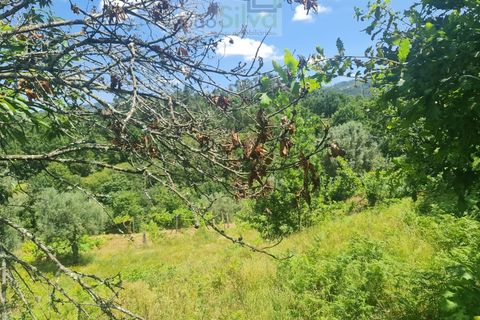 Farm i Ponte de Lima, Viana do Castelo, Ponte de Lima - € 265.000 | Ref: VIL_1803 - foto 11