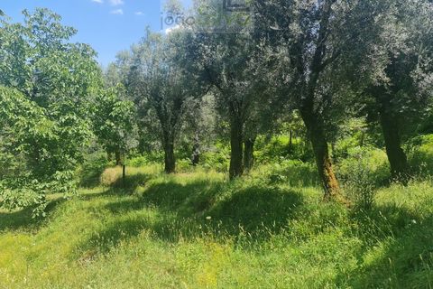 Farm i Ponte de Lima, Viana do Castelo, Ponte de Lima - € 265.000 | Ref: VIL_1803 - foto 12