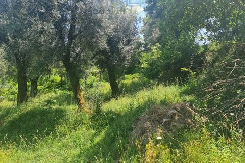 Farm i Ponte de Lima, Viana do Castelo, Ponte de Lima - € 265.000 | Ref: VIL_1803 - foto 13