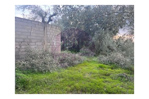 Villa i Tomar, Santarem, Tomar - € 430.000 | Ref: M 424 - foto 32