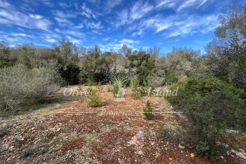 Landejendom i Sencelles, Mallorca, Sencelles - € 1.200.000 | Ref: SEN432 - foto 15