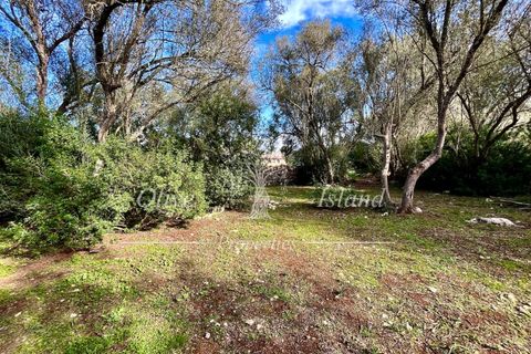 Landejendom i Sencelles, Mallorca, Sencelles - € 1.200.000 | Ref: SEN432 - foto 17