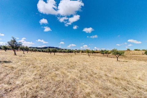 Farm i Monforte, Portalegre, Monforte - € 380.000 | Ref: MAS_757 - foto 37