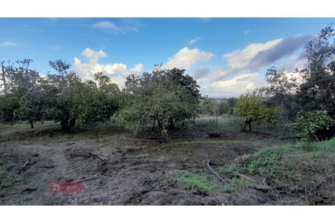 Villa i Alburitel, Santarem, Alburitel - € 95.000 | Ref: TPH221-69 - foto 13