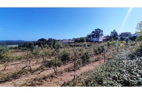 Farm i Curvos, Braga, Curvos - € 685.000 | Ref: 2932 - foto 3