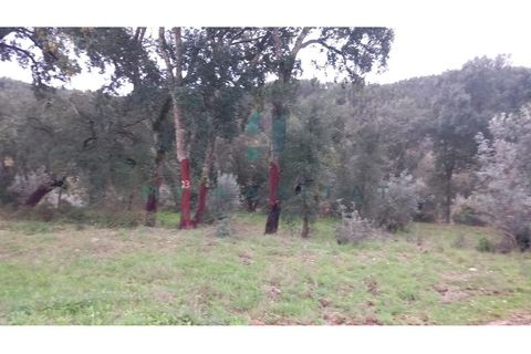 Terra a Penacova, Coimbra, Penacova - € 60.000 | Ref: V231566TR - foto 4