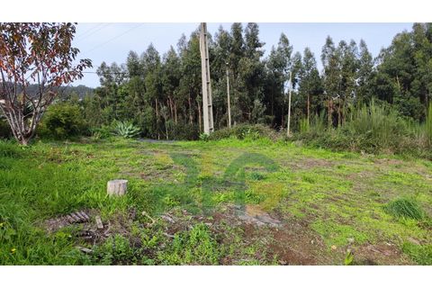 Terra a Camacha, Madeira, Camacha - € 70.000 | Ref: RHG23035 - foto 2