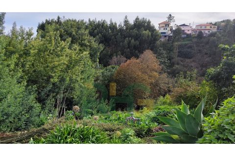 Terra a Camacha, Madeira, Camacha - € 70.000 | Ref: RHG23035 - foto 5