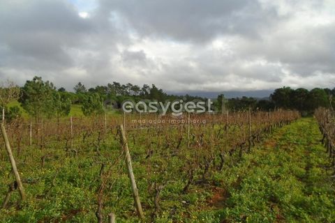 Helårsgrund i Alcobaca, Leiria, Alcobaca - € 25.000 | Ref: LE94149NZ - foto 1