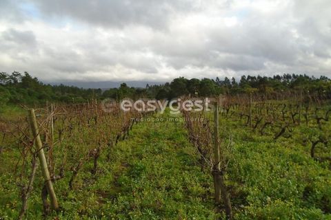 Helårsgrund i Alcobaca, Leiria, Alcobaca - € 25.000 | Ref: LE94149NZ - foto 2