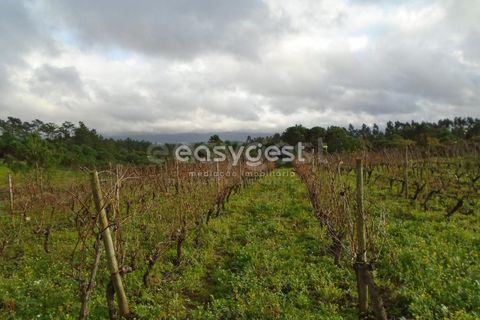 Helårsgrund i Alcobaca, Leiria, Alcobaca - € 25.000 | Ref: LE94149NZ - foto 3