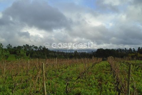 Helårsgrund i Alcobaca, Leiria, Alcobaca - € 25.000 | Ref: LE94149NZ - foto 4