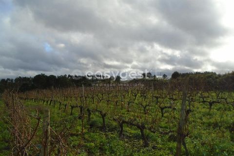 Helårsgrund i Alcobaca, Leiria, Alcobaca - € 25.000 | Ref: LE94149NZ - foto 6