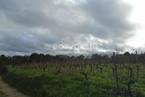 Helårsgrund i Alcobaca, Leiria, Alcobaca - € 25.000 | Ref: LE94149NZ - foto 8