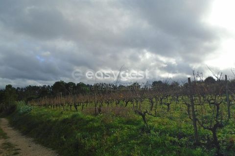 Helårsgrund i Alcobaca, Leiria, Alcobaca - € 25.000 | Ref: LE94149NZ - foto 9