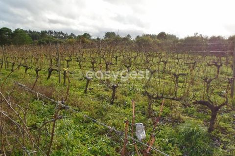 Helårsgrund i Alcobaca, Leiria, Alcobaca - € 25.000 | Ref: LE94149NZ - foto 10