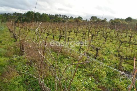 Helårsgrund i Alcobaca, Leiria, Alcobaca - € 25.000 | Ref: LE94149NZ - foto 11