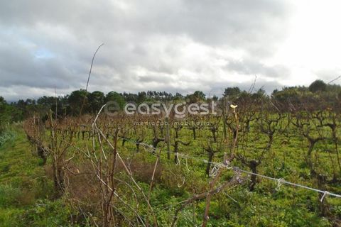 Helårsgrund i Alcobaca, Leiria, Alcobaca - € 25.000 | Ref: LE94149NZ - foto 12