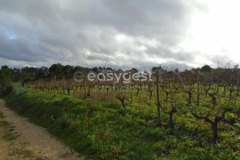 Helårsgrund i Alcobaca, Leiria, Alcobaca - € 25.000 | Ref: LE94149NZ - foto 13