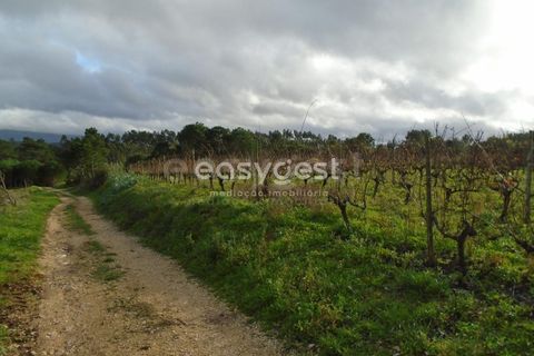 Helårsgrund i Alcobaca, Leiria, Alcobaca - € 25.000 | Ref: LE94149NZ - foto 14
