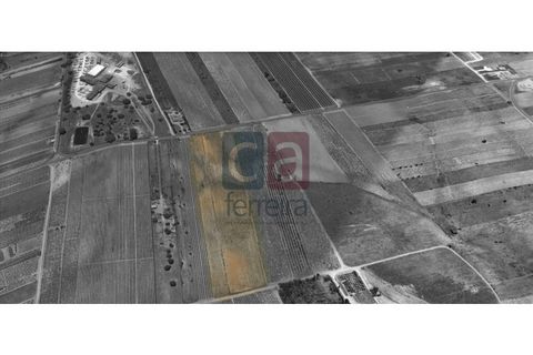 Helårsgrund i Alpiarca, Santarem, Alpiarca - € 60.000 | Ref: TERR4146 - foto 2