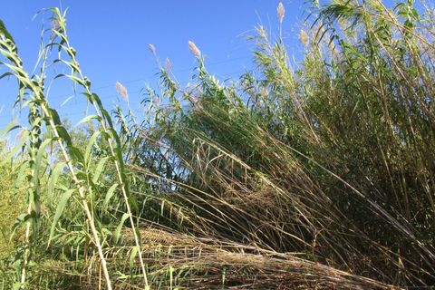 Villa i Castro Marim, Faro, Castro Marim - € 168.000 | Ref: 1001-284 - foto 8