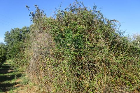 Villa i Castro Marim, Faro, Castro Marim - € 168.000 | Ref: 1001-284 - foto 13