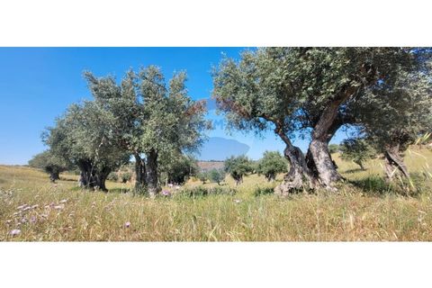Terra a Torrao, Setubal, Torrao - € 80.000 | Ref: 122181148-235 - foto 2
