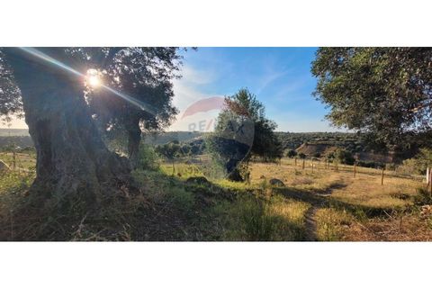 Terra a Torrao, Setubal, Torrao - € 80.000 | Ref: 122181148-235 - foto 4