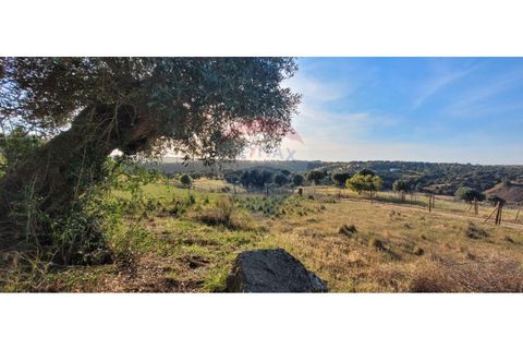 Terra a Torrao, Setubal, Torrao - € 80.000 | Ref: 122181148-235 - foto 5