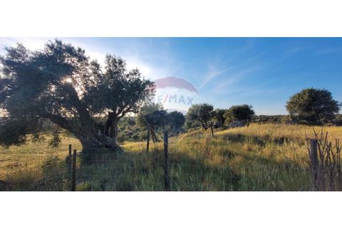 Terra a Torrao, Setubal, Torrao - € 80.000 | Ref: 122181148-235 - foto 6