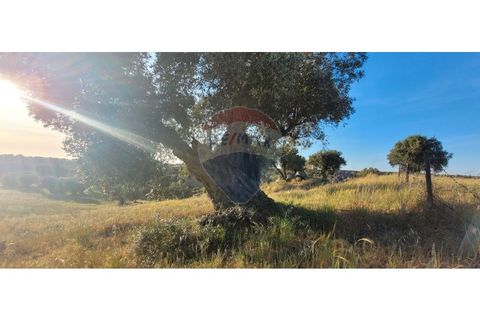 Terra a Torrao, Setubal, Torrao - € 80.000 | Ref: 122181148-235 - foto 7