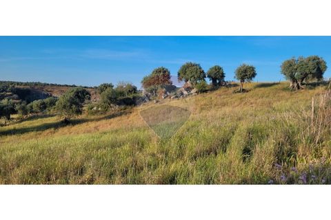 Terra a Torrao, Setubal, Torrao - € 80.000 | Ref: 122181148-235 - foto 8