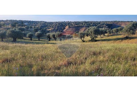 Terra a Torrao, Setubal, Torrao - € 80.000 | Ref: 122181148-235 - foto 9
