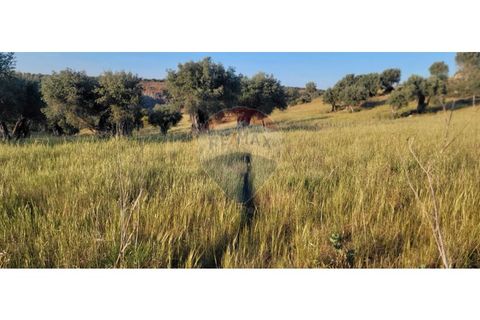 Terra a Torrao, Setubal, Torrao - € 80.000 | Ref: 122181148-235 - foto 10